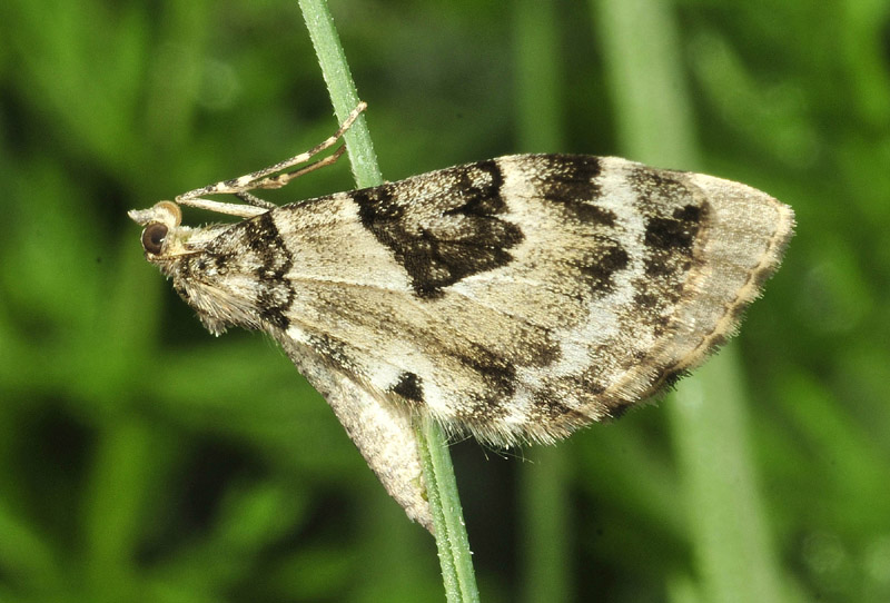 Alcune specie dall''alta Val di Susa